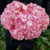 40 Hot Pink Hydrangeas - Extra