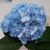 40 Sky Blue Hydrangeas - Extra