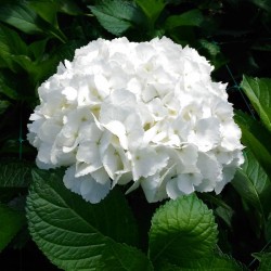 28 White Hydrangeas - Premium