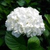 28 White Hydrangeas - Premium