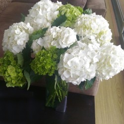 28 White Hydrangeas - Premium