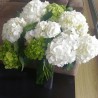 28 White Hydrangeas - Premium